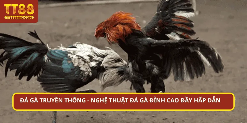 đá gà truyền thống